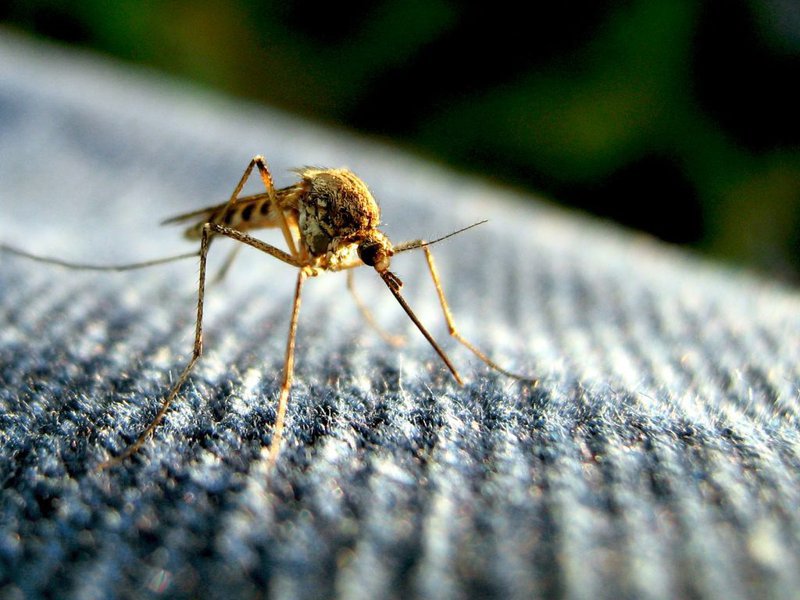 Malaria problem