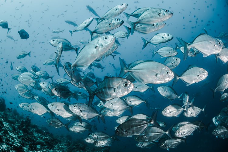 From Bait to Plate: How Traseable Is Increasing Food Security | Kenneth Katafono