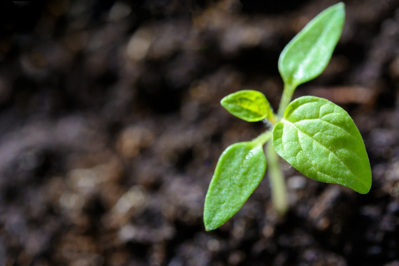 Plant