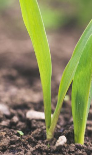 Agritech in Africa